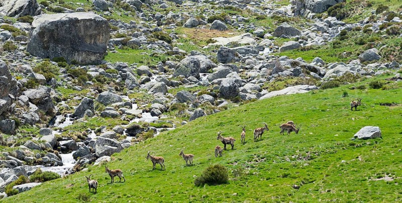 A group of goats grazing on a green meadow in a rocky mountain landscape, Gredos ibex (Capra pyrenaica victoriae), Iberian ibex (Capra pyrenaica), Iberian ibex, Reserva national de Gredos, Garganta de Prado Puerte, Prado Puerte gorge, Sierra de Gredos, Ávila, Avila, Madrid, Spain, Europe