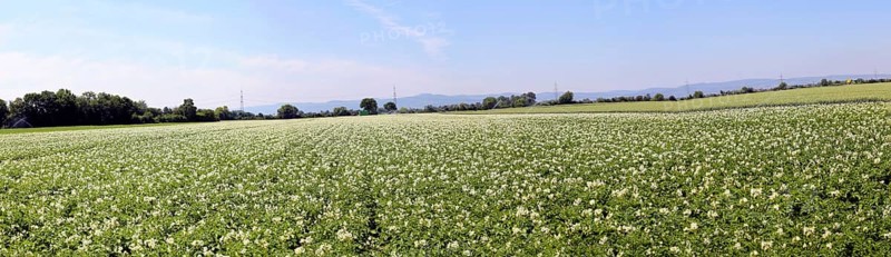 Flowering potato field near Mutterstadt, Rhineland-Palatinate