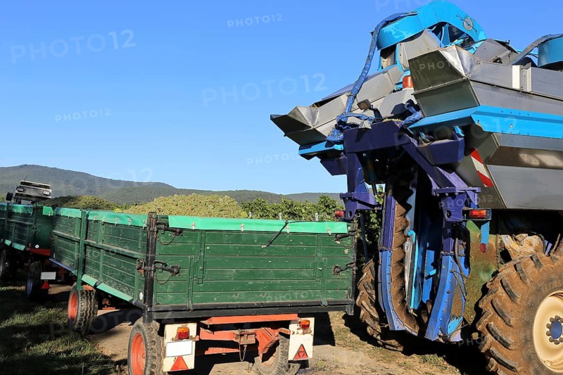 Grape grape harvest with full harvester in the district of Bad Dürkheim, Rhineland-Palatinate