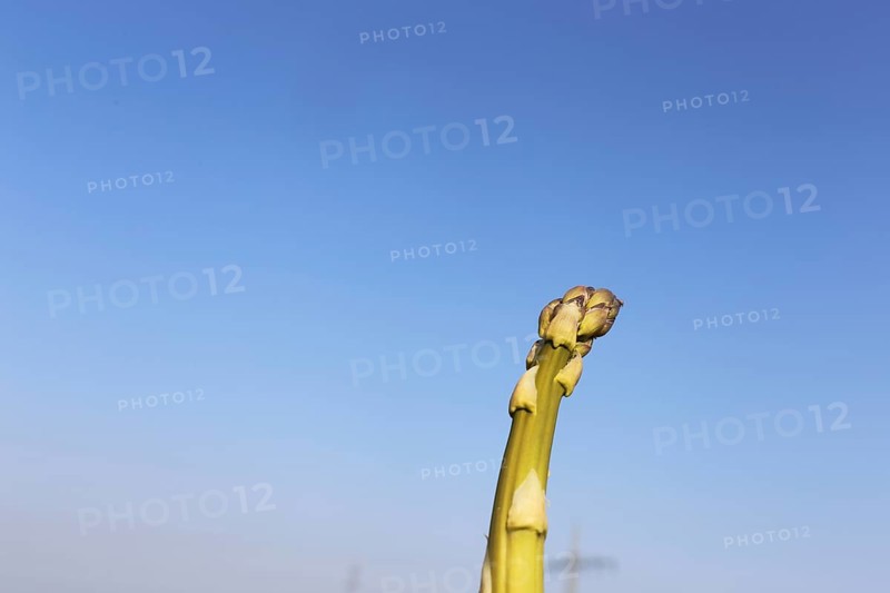 Green asparagus in the field against a blue sky