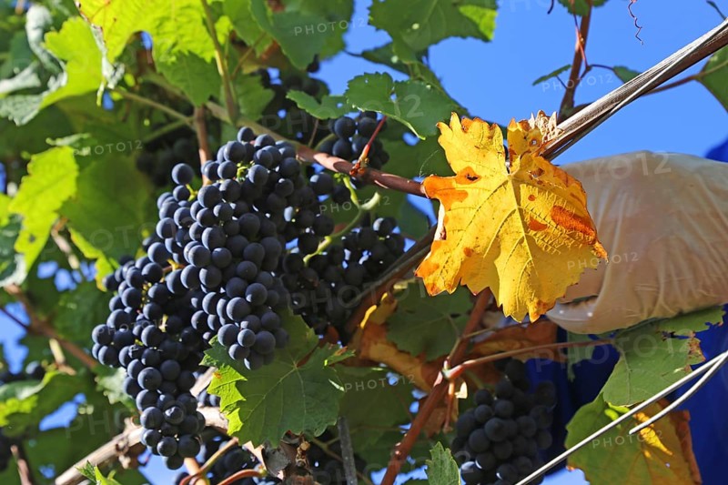 Grape grape harvest: Hand-picking Pinot Noir grapes in the Palatinate