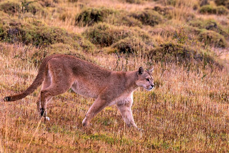 Cougar (Felis concolor patagonica) wbl. Torres del Paine NP, Chile, Torres del Paine NP, South America