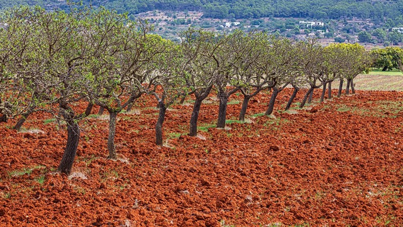 Row of almond trees on ploughed field, Pla der Corona, Ibiza, Balearic Islands, Mediterranean Sea, Spain, Europe