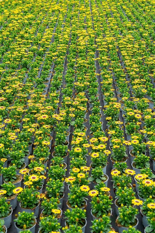 Horticultural business, greenhouse, flower pots with Kapmargerites, Osteospermum, grow up, Straelen, North Rhine-Westphalia, Germany, Europe