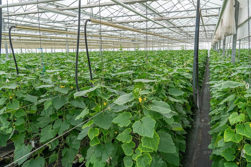 Cultivation of mini cucumbers, snack cucumbers, in a greenhouse, near Straelen, North Rhine-Westphalia, Germany, Europe