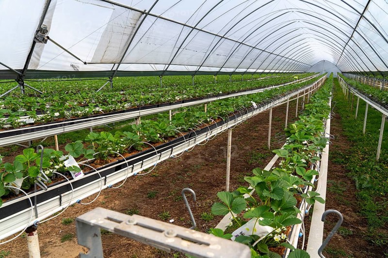 Strawberry cultivation in a greenhouse, young strawberry plants grow up, are individually watered and supplied with nutrients by drip irrigation, they grow in a substrate culture in raised beds, near Dormagen, Rhineland, North Rhine-Westphalia, Germany, Europe
