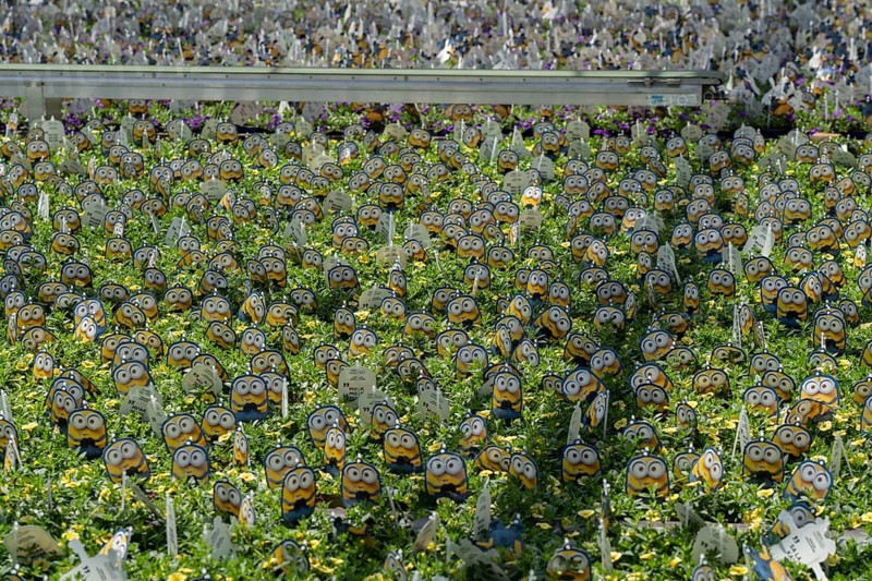 Horticultural business, greenhouse, various types of potted plants are grown here to be sold in flower shops, supermarkets, DIY stores, garden centres, North Rhine-Westphalia, Germany, Europe