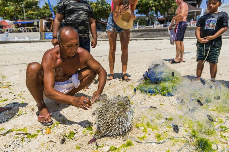 Indonesian fisherman with a puffer fish (Tetradontidae) on the beach, fish, man, food, food, local, travel, long distance, portrait, human, single, free upper body, presented, catch, fishing, seafood, looking, joyful, net, net fishing, exotic, fresh, animal, sea, sea animal, travel photo, poisonous, dangerous, sting, sting fish, tropical, tropical fish, ocean, salt water, Bali, Indonesia, Asia