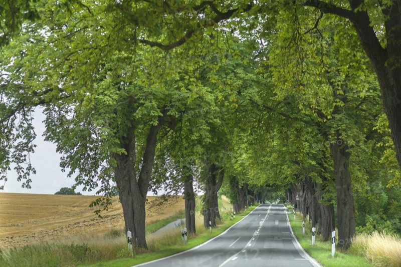 Chestnut avenue (Castanea) on a country road, Mecklenburg-Western Pomerania, Germany, Europe