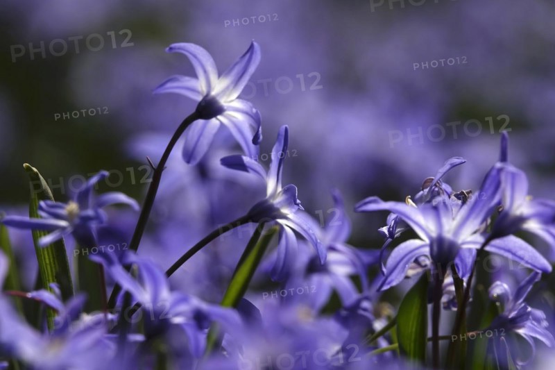 Charming Scilla, March, Germany, Europe