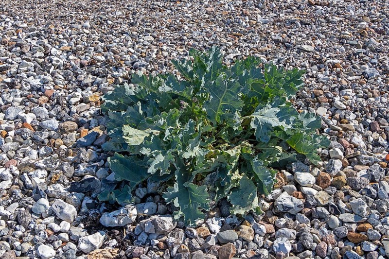 Sea kale (Crambe maritima), Bülk, Strande, Schleswig-Holstein, Germany, Europe