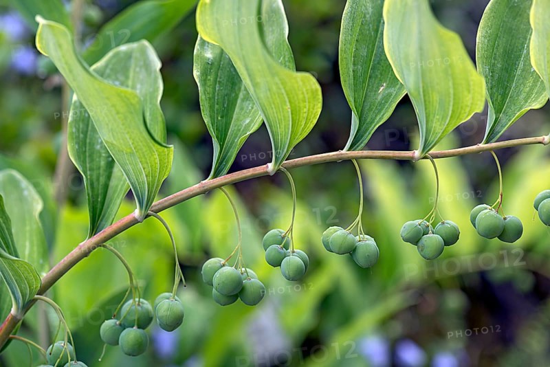 Solomon's seal (Polygonatum multiflorum), Botanical Garden, Erlangen, Middle Franconia, Bavaria, Germany, Europe