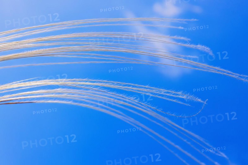 Feather grass (Stipa pennata) swaying in the wind against a blue sunny sky in summer