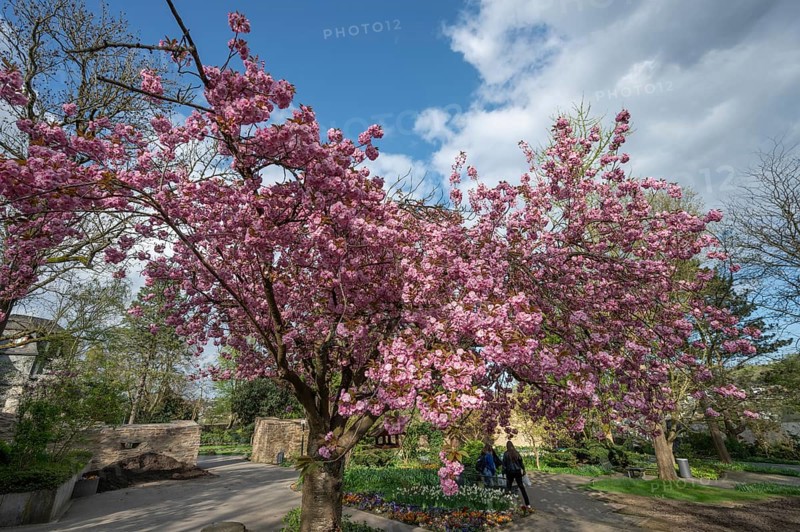 Flowering japanese cherry (Prunus serrulata) in the castle garden, Siegen, North Rhine-Westphalia, Germany, Europe
