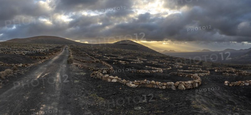 Grapevines growing in black volcanic soil in protected enclosed pits, La Geria, Lanzarote, Canary Islands, Spain, Europe