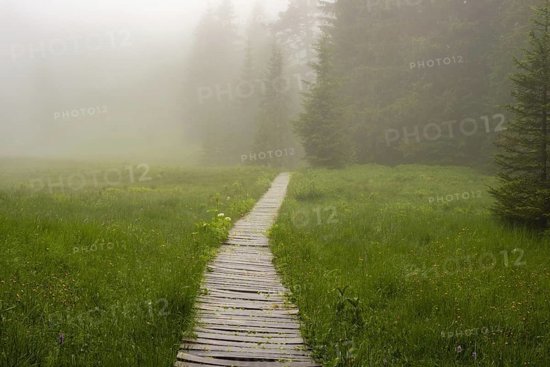 Hühnermoos on a cloudy day with fog, a high moor at Söllereck near Oberstdorf, Allgäu Alps, Allgäu, Bavaria, Germany, Europe