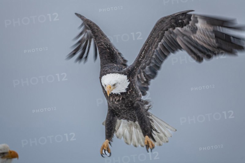 Bald eagle, Haliaeetus leucocephalus, flying, adult, winter, Homer, Alaska, USA, North America