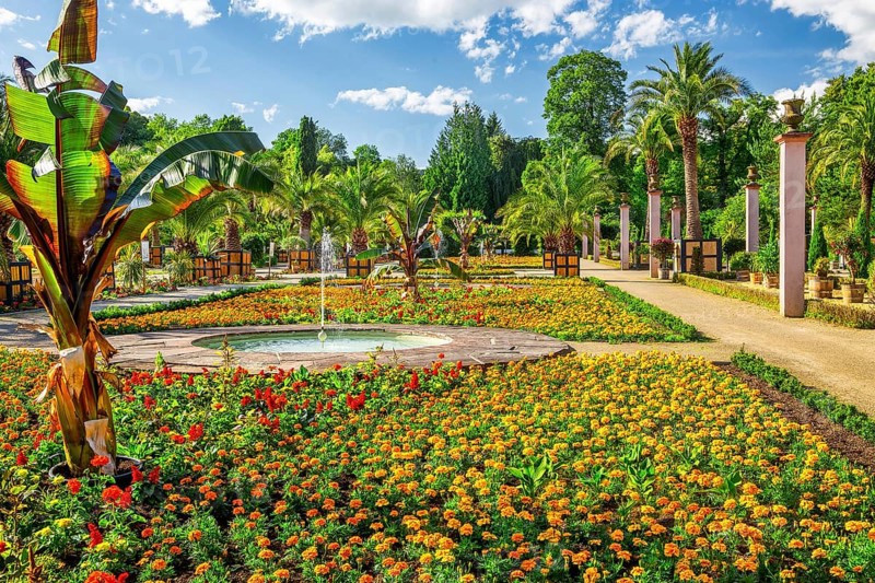 Palm garden in the spa gardens, the largest outdoor palm garden north of the Alps, spa town of Bad Pyrmont, Lower Saxony state spa, Emmer, Emmertal, Weserbergland, Lower Saxony, Germany, Europe
