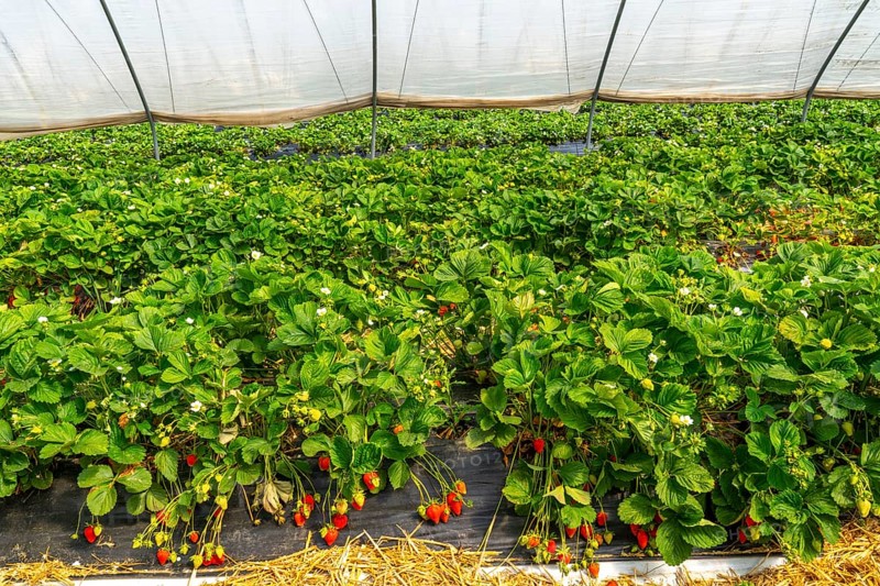 Harvest of strawberries, strawberry cultivation in the open, under a foil tunnel, young strawberry plants growing, in different stages of ripeness, near Dormagen, Rhineland, North Rhine-Westphalia, Germany, Europe