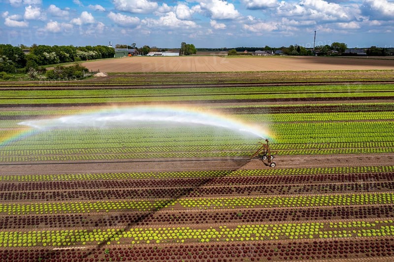 A field is artificially irrigated, water is sprayed onto the field via an irrigation system, field with different lettuce plants, in different stages of growth, North Rhine-Westphalia, Germany, Europe