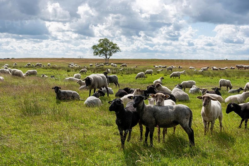 Sheep standing in a meadow near the fishing village of Neuendorf, Hiddensee Island, Mecklenburg-Western Pomerania, Germany, Europe
