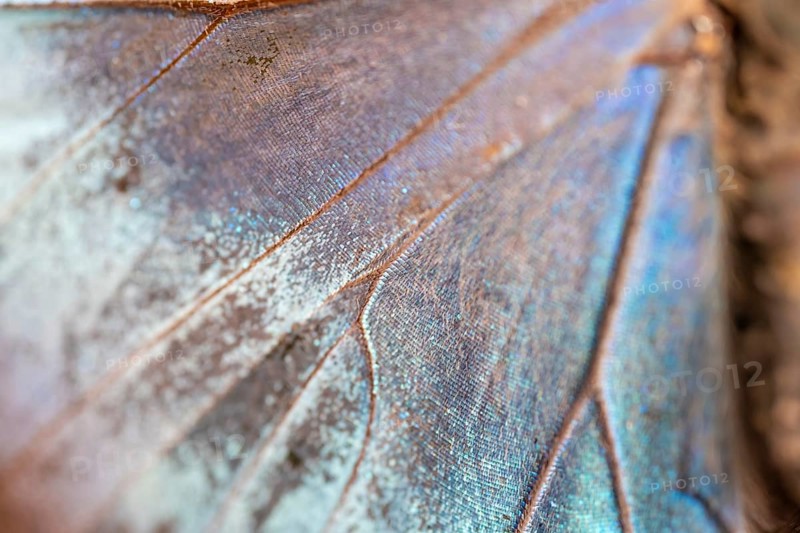Detail of the butterfly wing of a Morpho helenor, Anaxibia morpho butterfly, Alajuela province, Costa Rica, Central America