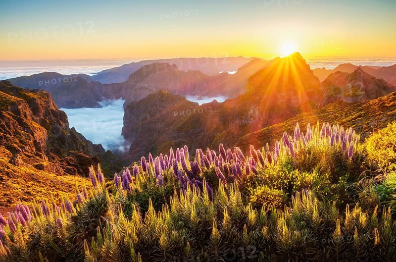 View from Pico do Arieiro of mountains over clouds with Pride of Madeira flowers and blooming Cytisus shrubs on sunset with sunburst. Madeira island, Portugal, Europe