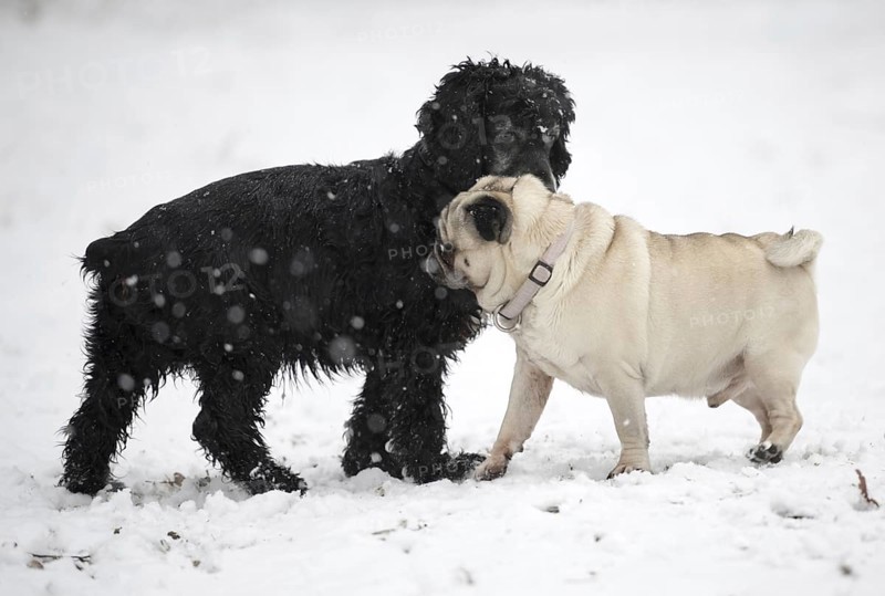 Two Dogs Greeting Each Other in a Snowy Winter Day in Locarno, Ticino, Switzerland, Europe