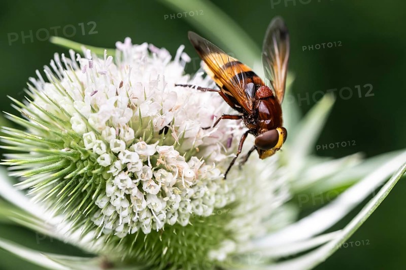 Hornet mimic hoverfly (Volucella zonaria) on teasel (Dipsacus sylvestris), Emsland, Lower Saxony, Germany, Europe