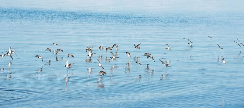 Ruddy turnstone (Arenaria interpres), little ringed plover (Charadrius hiaticula) and sanderlings (Calidris alba), limicoles flying in a flock just above the calm waters of the North Sea, Helgoland, Insel Düne, North Sea, Schleswig-Holstein, Germany, Europe