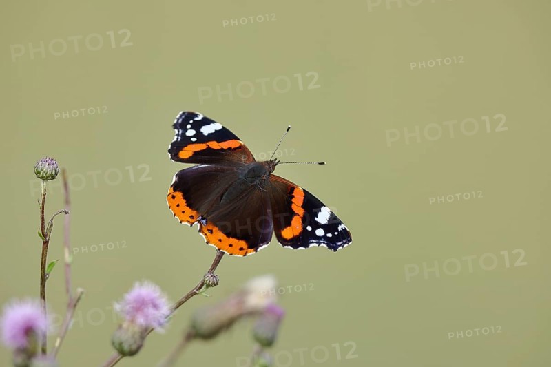 Admiral butterfly (Vanessa atalanta), butterfly sucking nectar from a thistle flower, insect, butterfly, wildlife, HANSAG, Lake Neusiedl, Burgenland, Austria, Europe