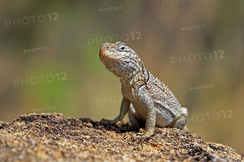 Merrem's Madagascar swift (Oplurus cyclurus), Madagascan iguana native to southern and southwestern Madagascar