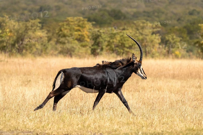 Sable Antelope (Hippotragus niger) running in the African savanna. Side view of the wild animal with large antlers. Hwange National Park, Zimbabwe, Africa