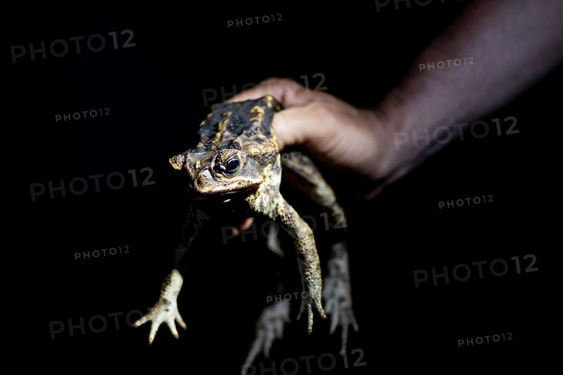 Hand holding toad, Aga toad also known as giant toad (Rhinella horribilis), at night in the tropical rainforest, Puntarenas province, Costa Rica, Central America