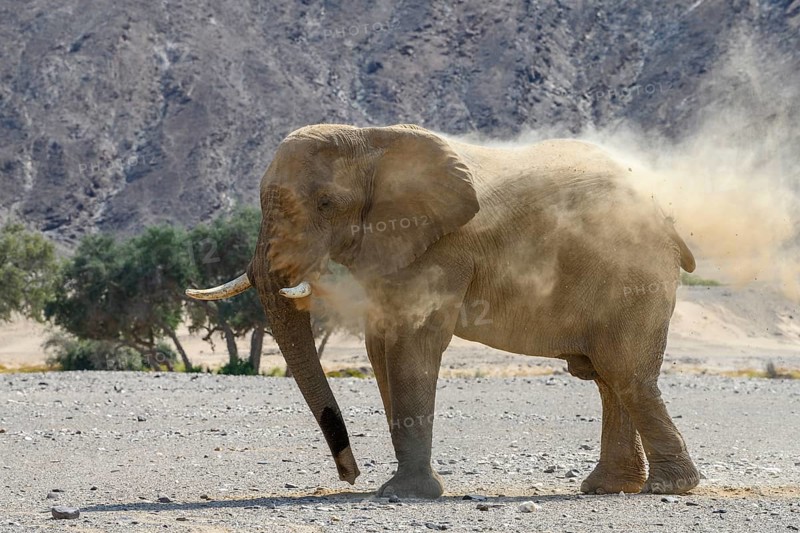 Desert elephant (Loxodonta africana) taking a sand bath in the Hoanib dry river, Kaokoveld, Kunene region, Namibia, Africa