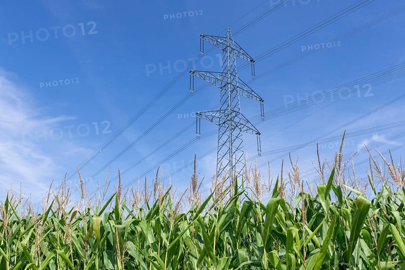 Symbolic image, renewable energies, maize plants, biogas plant, feed maize, high-voltage pylons, Baden-Württemberg, Germany, Europe