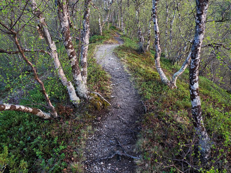 Hairy Birch (Betula pubescens) very old, stunted trees growing upon a hillside, covered in lichen, a path is present for walkers, image was taken after midnight, May, Finnish Lapland