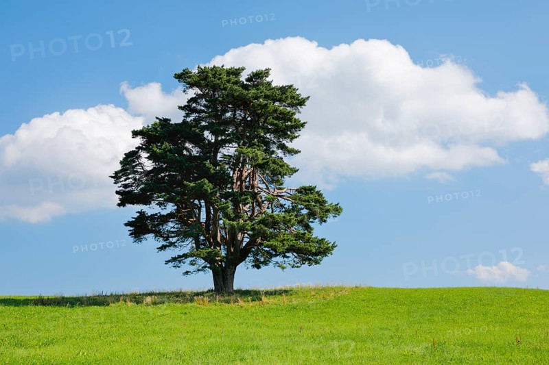 Old pine tree in Oberägeri, Canton Zug, Switzerland, Europe