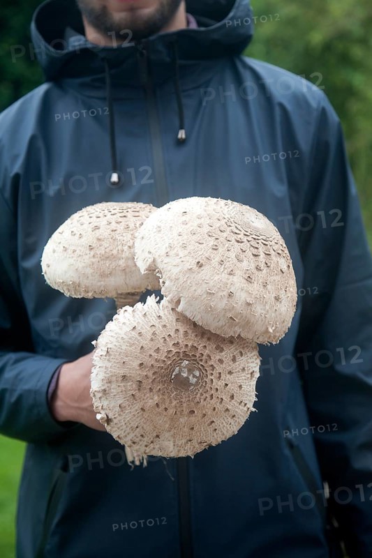 Mid section shot close-up of male holding parasol mushrooms (Macrolepiota procera), in his hands taken in Suffolk, England, UK