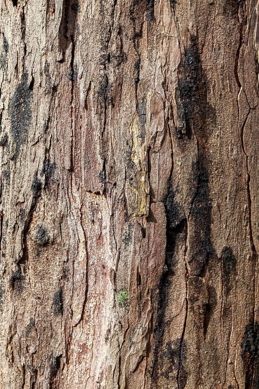 Background, texture, tree bark, Netherlands