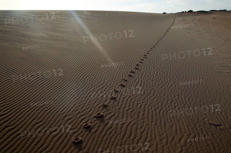 Sand dunes at Las Dunas natural park, Corralejo, Fuerteventura, Canary Islands, Spain, Europe