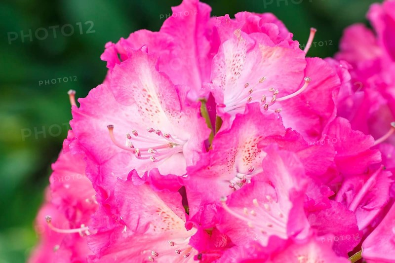 Rhododendron (azalea) flowers of various colors in the spring garden. Closeup. Blurred background
