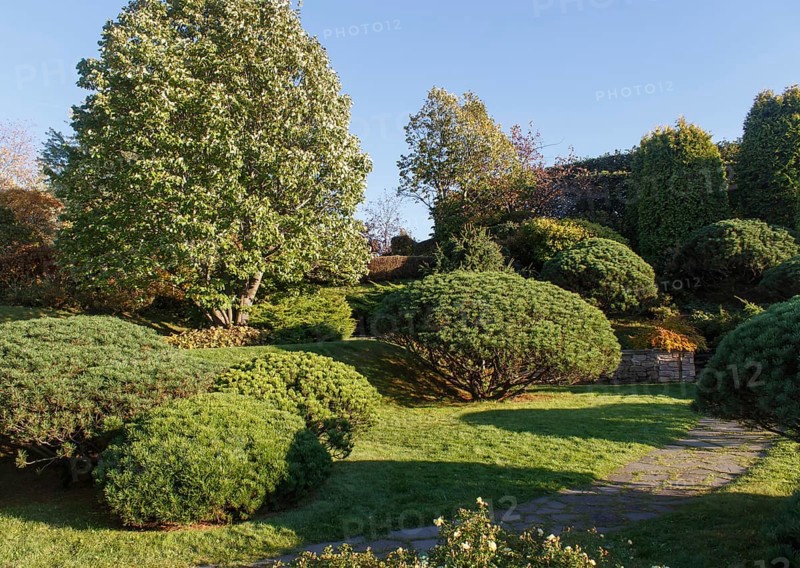 Cottage garden with green lawn, trees, hedges, trimmed bushes and large mountain pines. Modern landscape design
