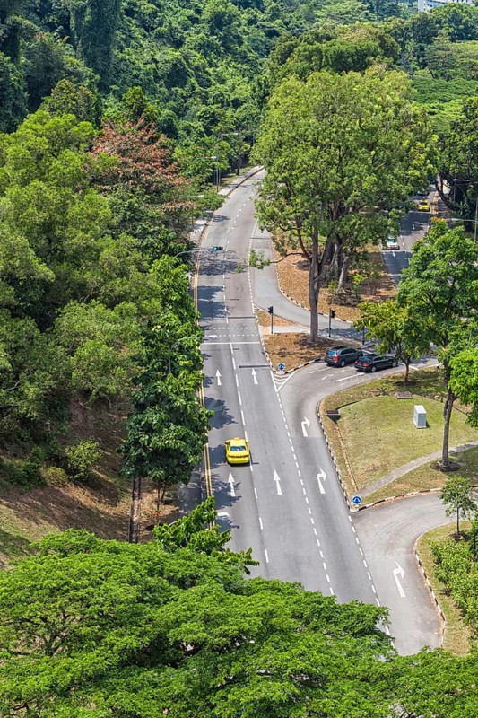 Asphalt road in the middle of the jungle. singapore