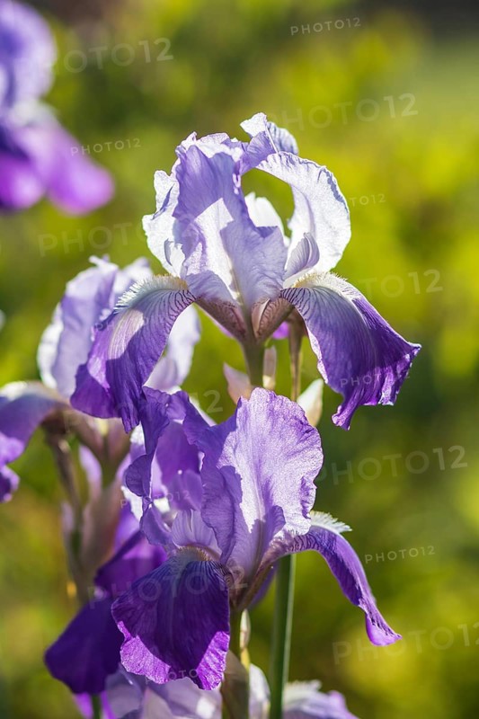 Colorful purple and blue irises in a botanical garden