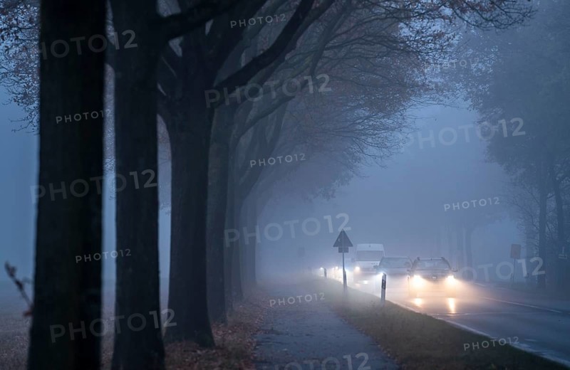 Country road B 57 near Erkelenz, autumn, fog, rainy weather, tree-lined avenue, wet road, North Rhine-Westphalia, Germany, Europe