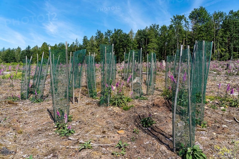 Reforestation in the Arnsberg Forest near Freienohl, Soest district, young oak trees, with browsing protection, to protect against wild animals, on the site of a spruce forest that had died and been felled due to heavy bark beetle infestation, North Rhine-Westphalia, Germany, Europe