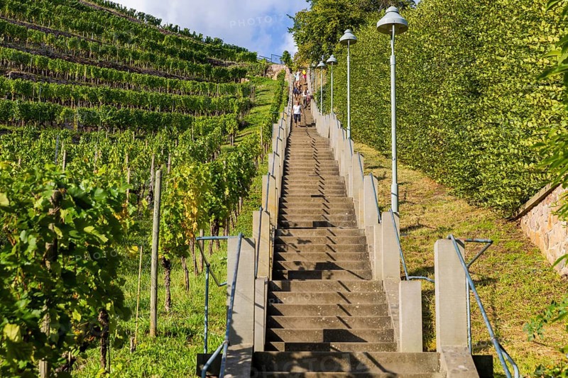 The Spitzhaus staircase is located in the Saxon town of Radebeul. It connects the Hoflößnitz vineyard with the Spitzhaus and the Bismarck Tower. The staircase, including the shell pavilion at the top, is a heritage-protected building, Radebeul Weinhänge, Radebeul, Saxony, Germany, Europe