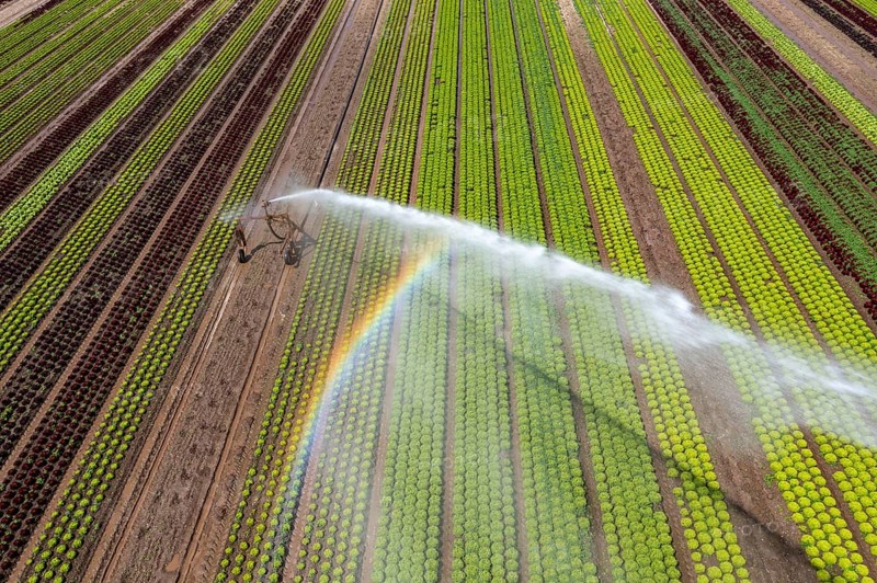 A field is artificially irrigated, water is sprayed onto the field via an irrigation system, field with different lettuce plants, in different stages of growth, North Rhine-Westphalia, Germany, Europe