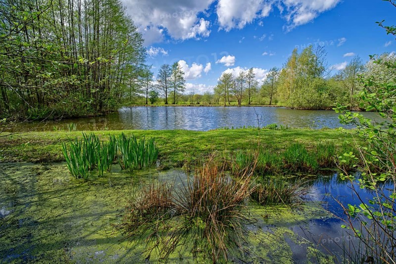 Aquatic plants in a pond in the Kirchwerder Wiesen nature reserve in Hamburg. Hamburg, Germany, Europe